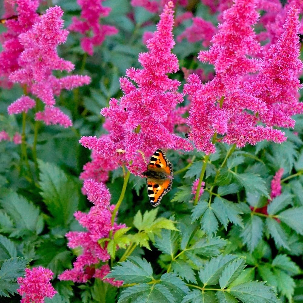 Giant Plume Assorted Astilbe Flower Bulbs (3-, 6-, 12-Pack with Planting Tool) Great Gardening Gift