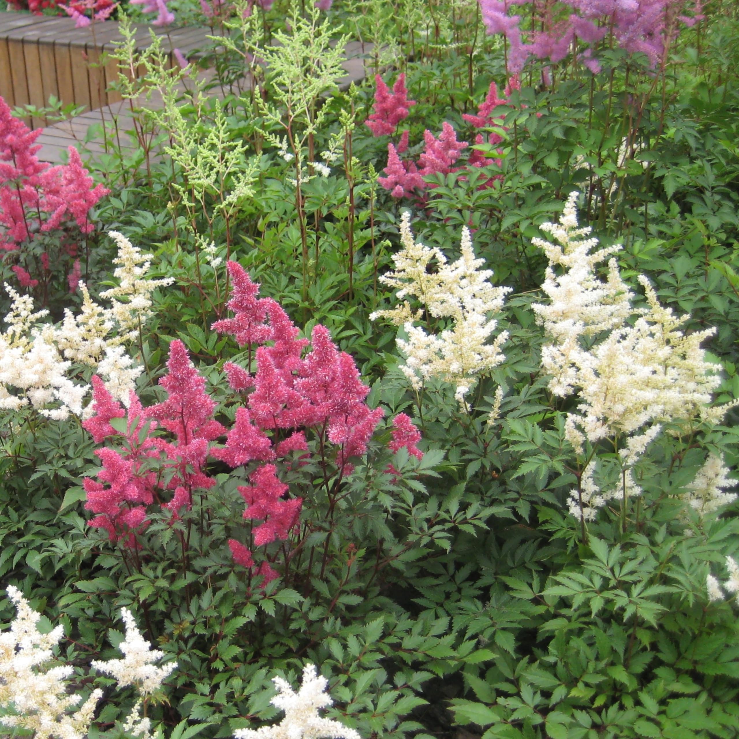 Giant Plume Assorted Astilbe Flower Bulbs (3-, 6-, 12-Pack with Planting Tool) Great Gardening Gift