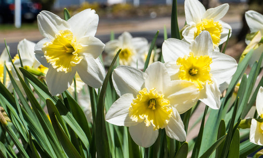 white-lion-daffodils.jpg