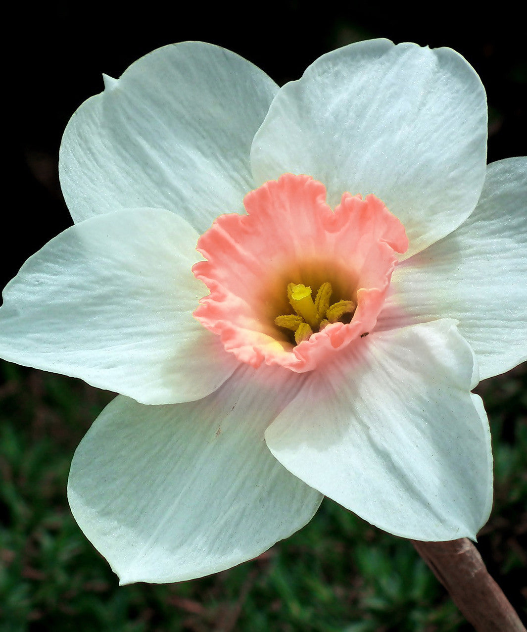 Pink Daffodils 3-1200.jpg