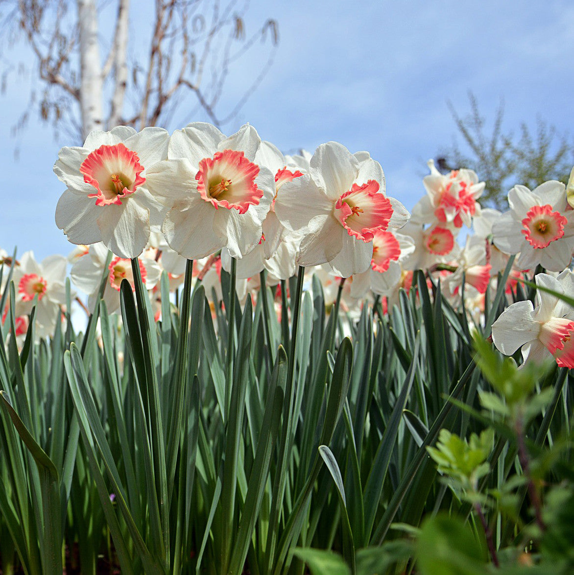 Pink Daffodils 1-1000.jpg