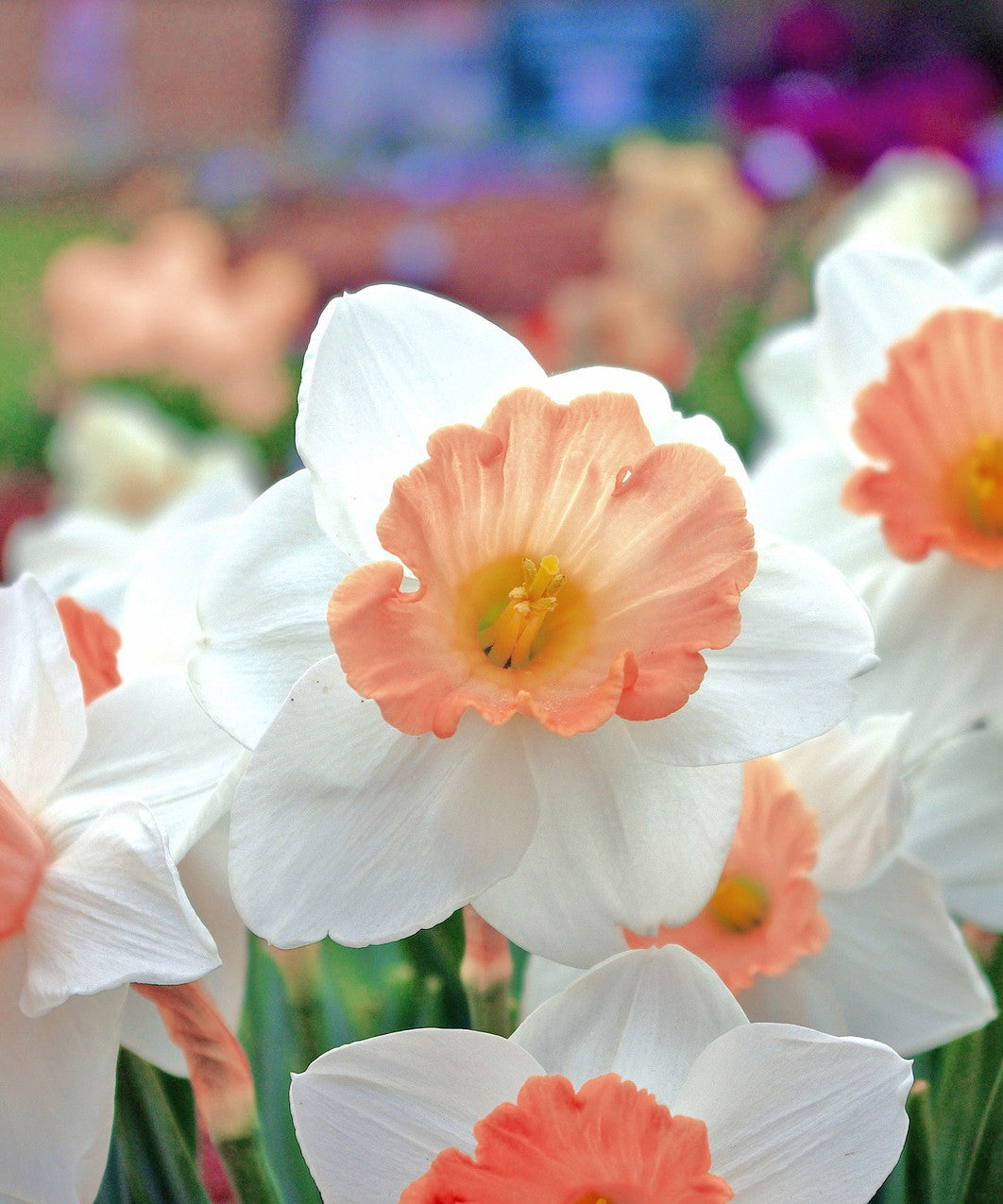 Pink Daffodils 4-1200.jpg