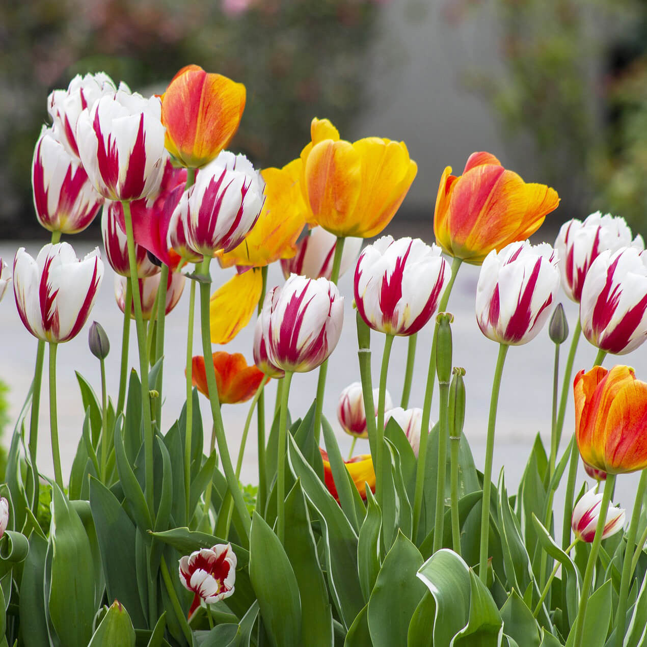 mixed-sorbet-tulips.jpg