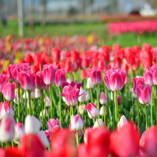 tulips-2402097_1920-1000.jpg